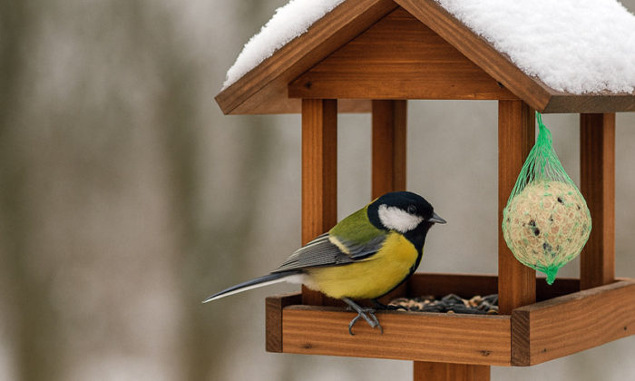 rosliny-doniczkowe-wpis-295