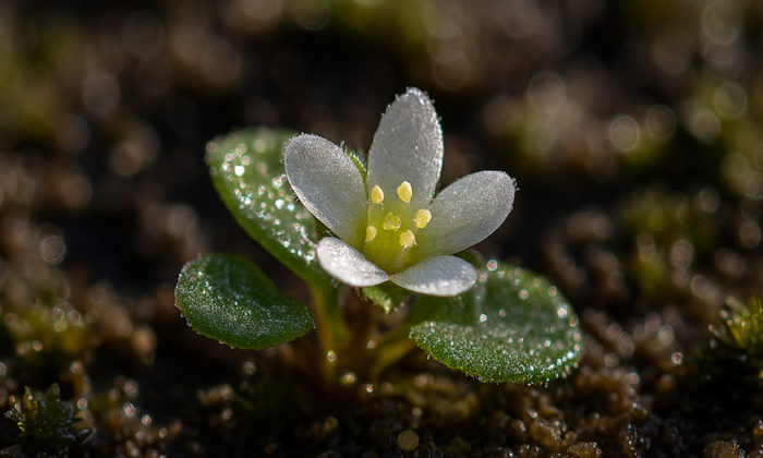 rosliny-doniczkowe-wpis-296