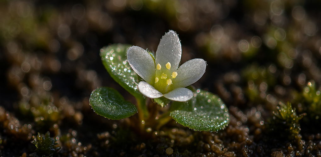 rosliny-doniczkowe-wpis-296 rosliny-doniczkowe-wpis-296