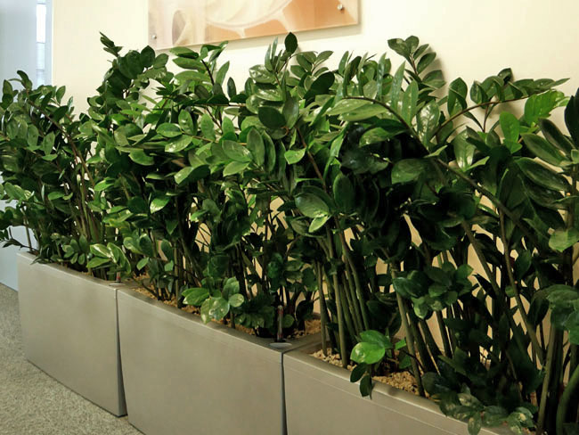rośliny do biura, opieka nad roślinami warszawa