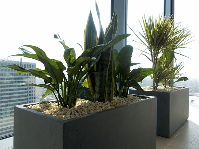 rośliny do biura, opieka nad roślinami warszawa