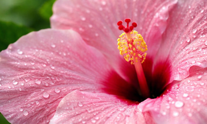 rosliny-doniczkowe-wpis-297