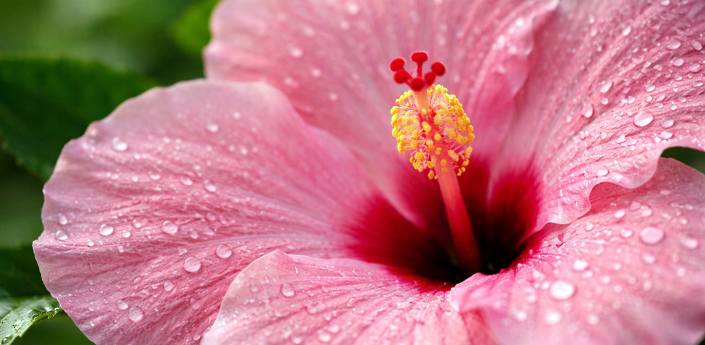 rosliny-doniczkowe-wpis-297 rosliny-doniczkowe-wpis-297