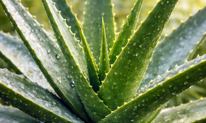 rosliny-doniczkowe-wpis-298